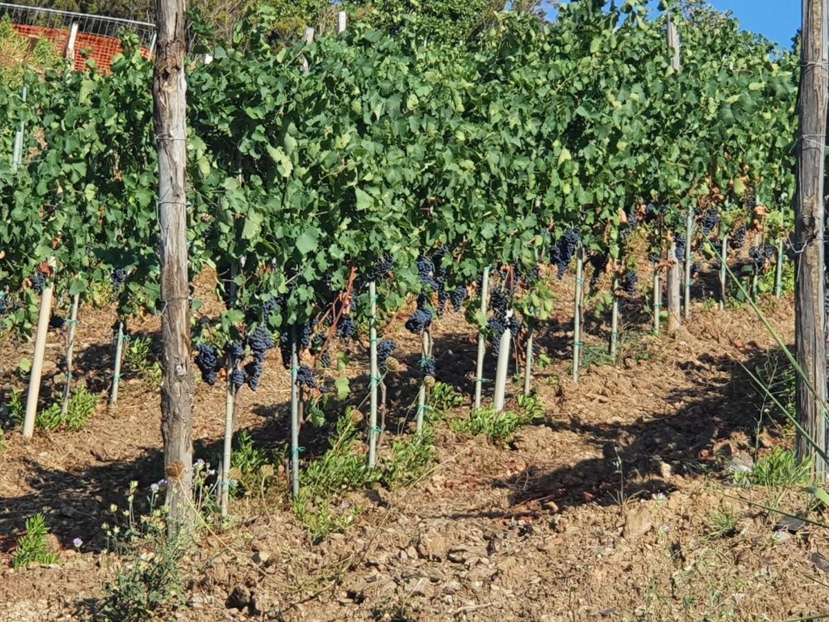 Agriturismo Le Terre Di Venere อักเชียโรลี ภายนอก รูปภาพ
